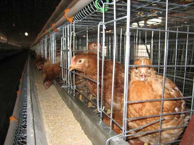 broiler cage 3