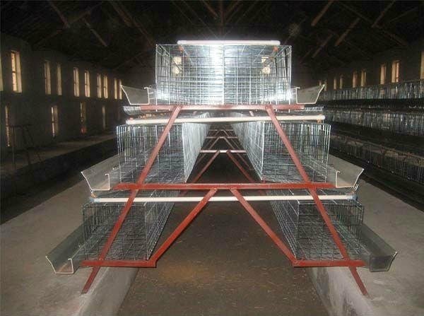 broiler cage 4