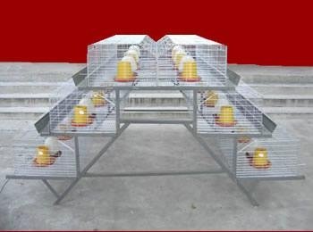 young chicken cage 3