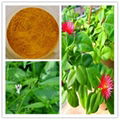 Andrographis Paniculata Extract 5% Andrographolides