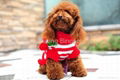 Christmas Strip Dog Sweater 4