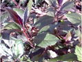 紫背天葵种苗
