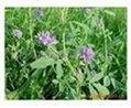 进口紫花苜蓿种子