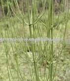 Horsetail extract