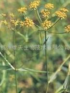 Chinese Thorowax Root P.E.