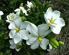 gardenia yellow