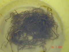 Dry cut sea kelp (Laminaria)