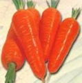 Carrot 1