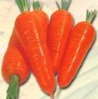 Carrot