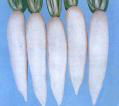 Japanese white radish