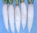 Japanese white radish