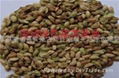  Hedysarumfruticosum grass seeds 1