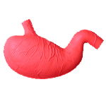  Stress ball--Stomach