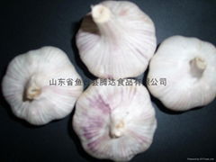 Sell China Garlic