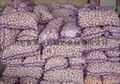 Sell China Garlic 2
