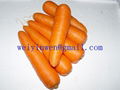 Carrots 1