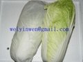 Chinese Cabbage 1