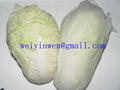 Chinese Cabbage02