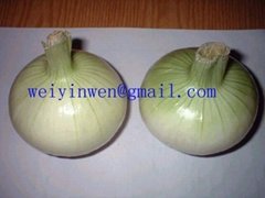 Onion peeled