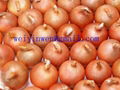 Onion dried 1