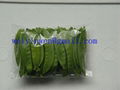 Snow Pea 1