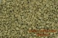 咖啡豆提取物/綠原酸