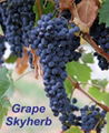 Grape seed Extract 1