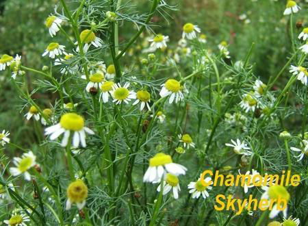 Chamomile Extract / Apigenin