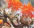 Safflower Oil