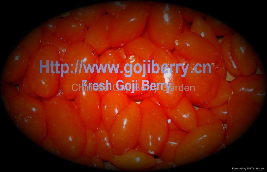 tibet goji 2