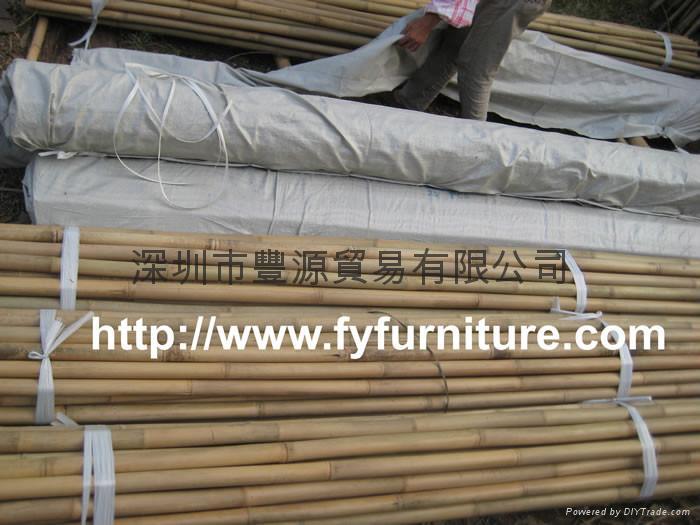 Tonkin bamboo,Bamboo canes 2