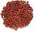 GRAM/CHICKPEAS Oil seeds