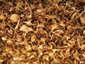 Dried mushroom Cantharellus cibarius