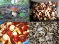 Mushroom Boletus edulis/pinicola
