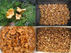 Mushroom Cantharellus cibarius