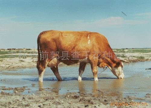 西門塔爾母牛