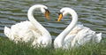 swan couple