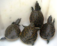 Live Baby  & Adult Turtles 2