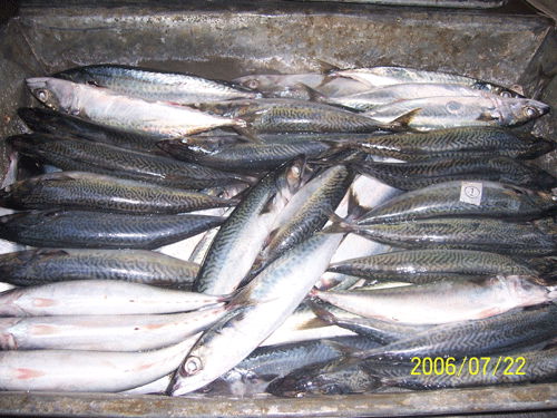 Frozen Pacific Mackerel (Scomber japonicus)