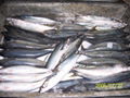 Frozen Pacific Mackerel (Scomber japonicus)