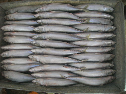 Frozen Pacific Mackerel (Scomber japonicus) 2