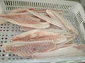 Frozen Red Drum Fillets 2