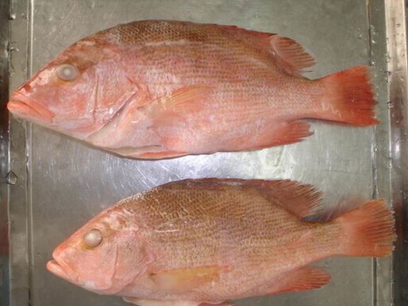 Frozen Red (Blood) Snapper