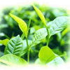 Green Tea Extract Polyphenols 1