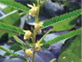 Cassia Nomame Extract