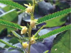 Cassia Nomame Extract