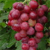 Grape Seed Extract