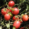 Lycopene 1