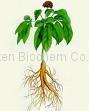 Ginseng extract