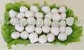 Nevada, chaozhou and refreshing meatballs technology and raw material supply  5